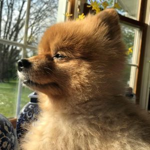 Meet your Posher, Abigail